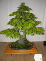 Acer Palmatum Shishigashira Bonsai